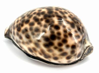 un coquillage en forme de tortue sur un fond blanc