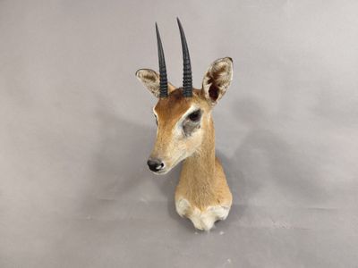 une tête d'antilope accrochée au mur d'une pièce
