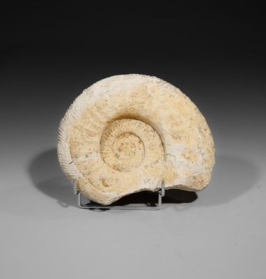 a close up of a fossilized animal ' s head on a stand
