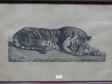 une photo d'un tigre couché par terre