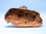 a close up of an oyster shell on a blue background