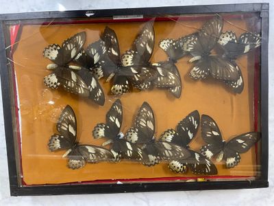 a picture of a display of butterflies in a glass case