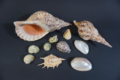 a lot of shells that are on a black surface