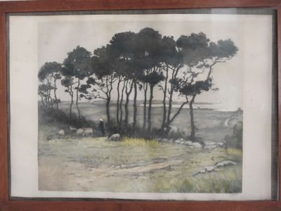 une photo d'une photo représentant des arbres dans un champ