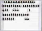 de nombreux insectes exposés dans un cadre blanc