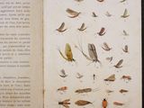 un livre ouvert contenant des illustrations représentant divers insectes