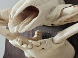 a picture of an animal skull mounted on a wall