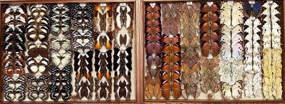 a lot of different colored feathers in a wooden frame