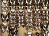 a lot of butterflies that are hanging on the wall