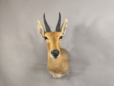 une tête d'antilope accrochée au mur sur un fond gris