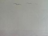 three birds flying over the ocean on a cloudy day