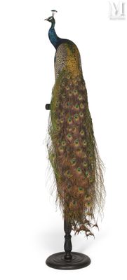 a peacock that is standing on top of a stand