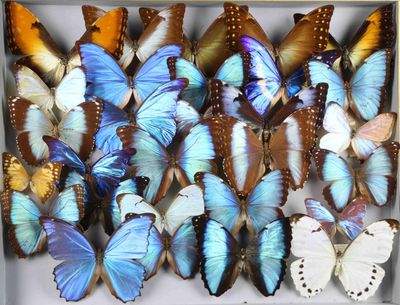 de nombreux papillons rassemblés dans une boîte