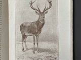an open book with a picture of a deer on it