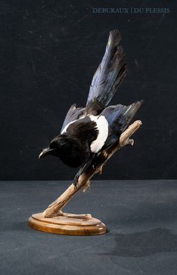 a black and white bird sitting on a branch