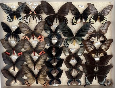 many different types of butterflies in a display case