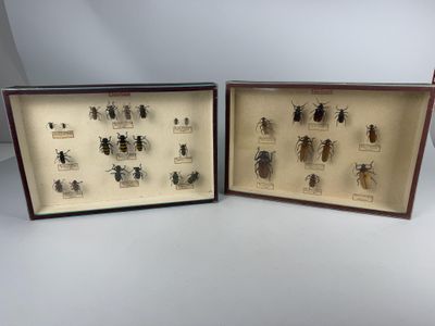 two framed specimens of various insects in a wooden frame