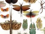 many different types of insects displayed in this picture