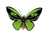 three green and black butterflies sitting on top of a white surface