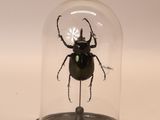 a glass dome with a beetle inside of it
