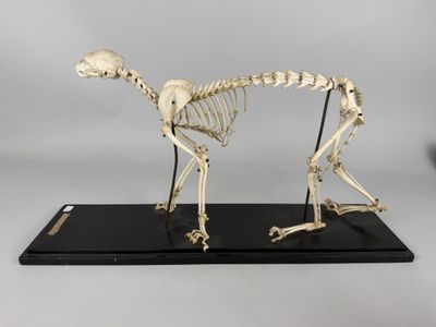 an image of a skeleton of a dog on a black base