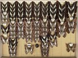 many different types of beads on display in a display case