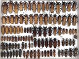 a lot of beetles that are on display in a glass case