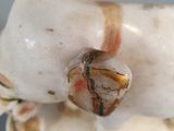 a figurine of a sheep with a shell on it ' s back