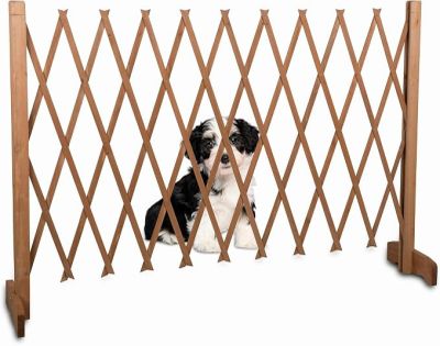 une photo d'un chien assis derrière un portillon en bois