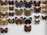 de nombreux types de papillons différents présentés dans une vitrine