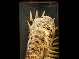 une photo d'une sculpture représentant un poisson, exposée dans une vitrine
