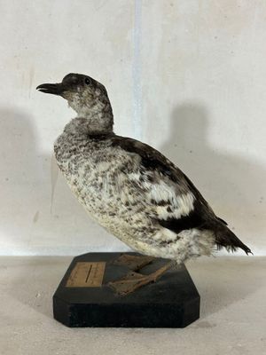 un petit oiseau posé sur un socle noir