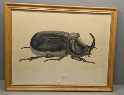 une image représentant un dessin de coléoptère sur un mur