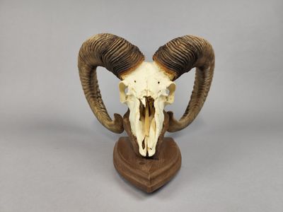 crâne de bélier avec des cornes, posé sur un socle en bois, sur fond gris