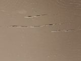 a picture of a close up of a wall with a bird on it
