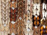 many different types of butterflies on display in a display case