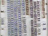 many different butterflies displayed in a display case