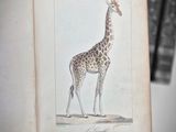 a picture of a giraffe standing in front of a row of books