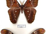 two large moths sitting on top of each other on a white surface