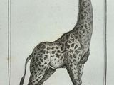 a drawing of a giraffe standing in a field