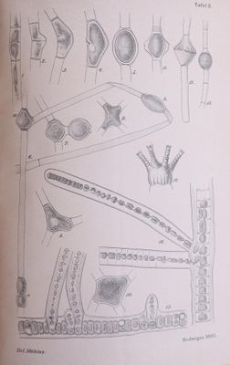 MÖBIUS (M.) Algues du Brésil. 4 plaquettes réunies en 1 vol.