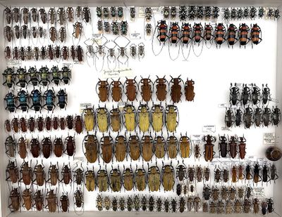 a lot of bugs that are on display in a white frame
