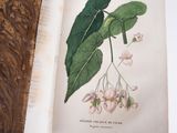 an open book with a picture of a plant and flowers on it