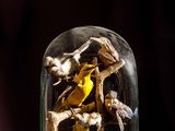 une cloche en verre contenant un oiseau jaune