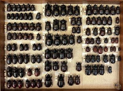 a lot of beetles that are on display in a display case