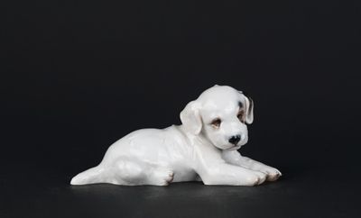 un chien blanc couché sur une surface noire