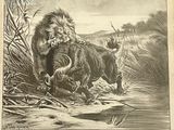 drawing of a lion attacking a buffalo in a river