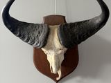an image of a bull skull mounted on a wall