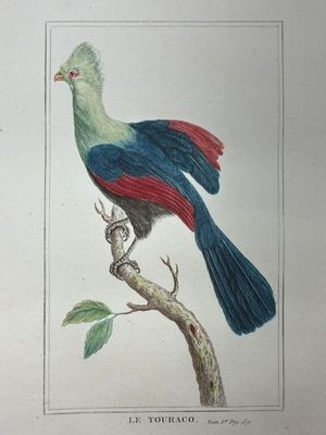 un oiseau assis sur une branche d'arbre