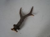 a deer antler that is laying on the floor
